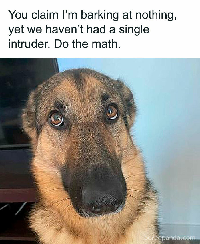 Let's Dive Into 78 Animal Memes That Are So Cute They'll Melt Your Face Off