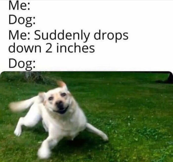 Let's Dive Into 78 Animal Memes That Are So Cute They'll Melt Your Face Off