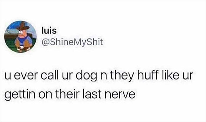 Let's Dive Into 78 Animal Memes That Are So Cute They'll Melt Your Face Off