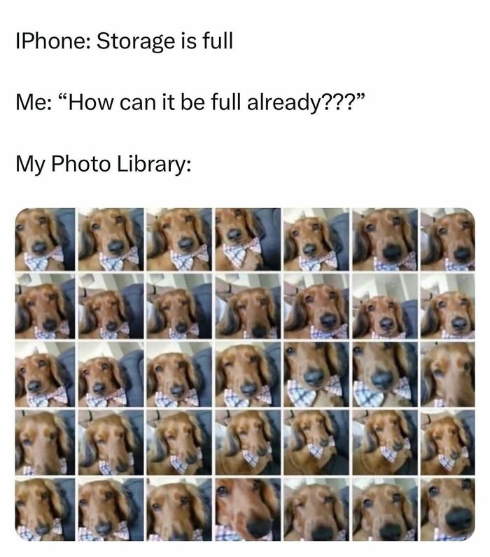 Let's Dive Into 78 Animal Memes That Are So Cute They'll Melt Your Face Off
