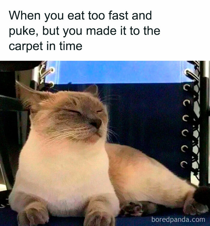 Let's Dive Into 78 Animal Memes That Are So Cute They'll Melt Your Face Off