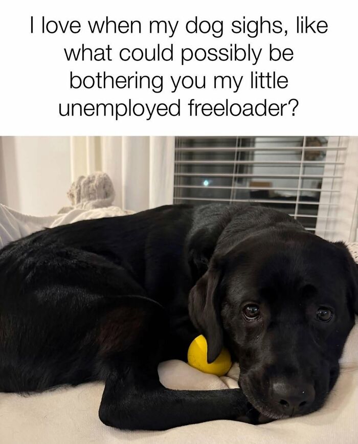 Let's Dive Into 78 Animal Memes That Are So Cute They'll Melt Your Face Off