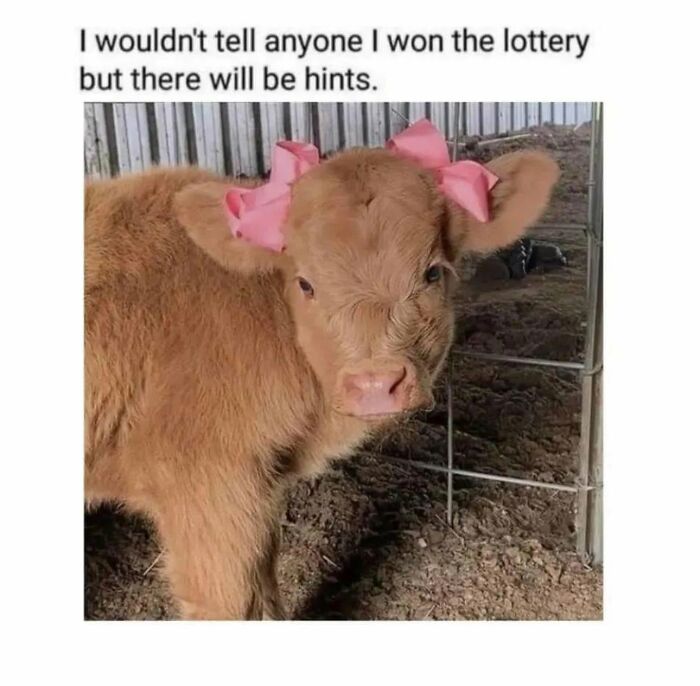 Let's Dive Into 78 Animal Memes That Are So Cute They'll Melt Your Face Off