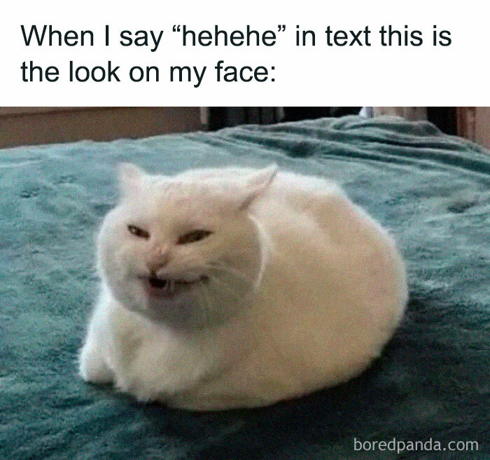Let's Dive Into 78 Animal Memes That Are So Cute They'll Melt Your Face Off