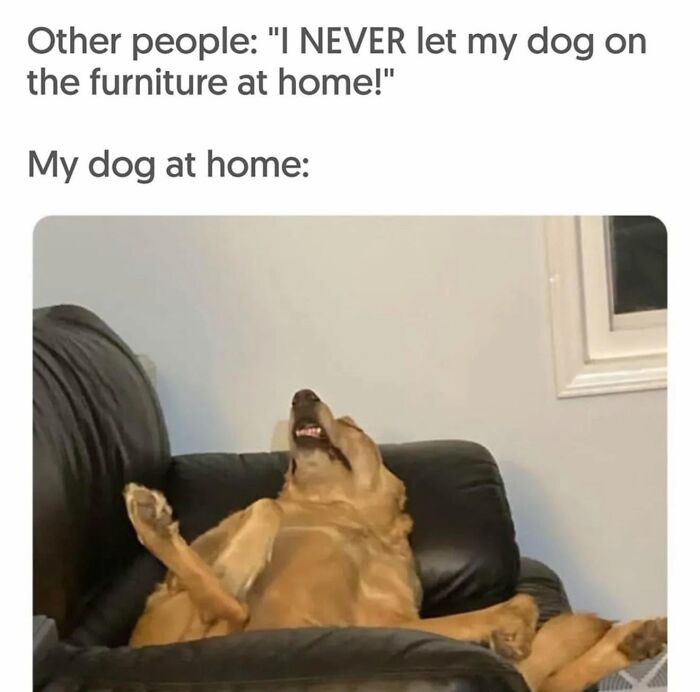 Let's Dive Into 78 Animal Memes That Are So Cute They'll Melt Your Face Off