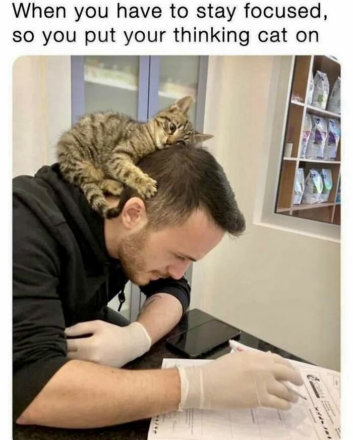 Let's Dive Into 78 Animal Memes That Are So Cute They'll Melt Your Face Off