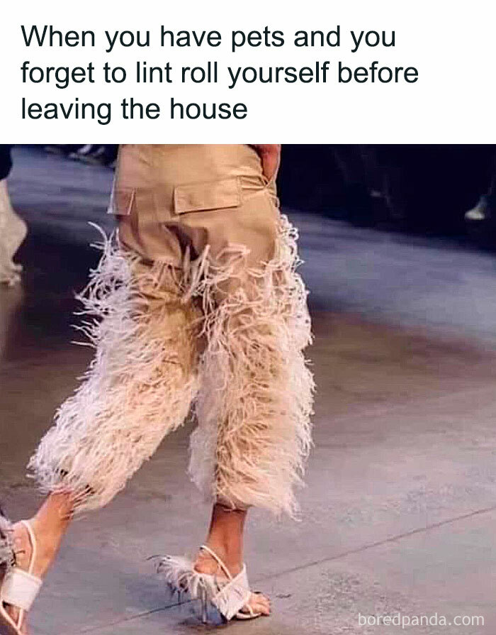 Let's Dive Into 78 Animal Memes That Are So Cute They'll Melt Your Face Off