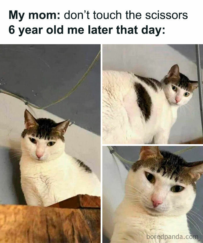 Let's Dive Into 78 Animal Memes That Are So Cute They'll Melt Your Face Off