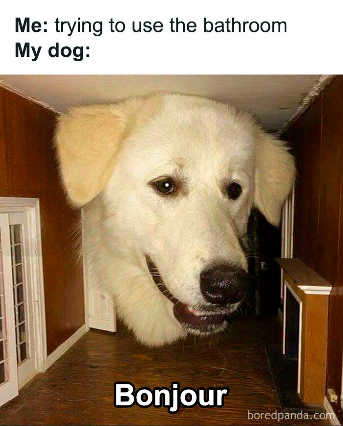 Let's Dive Into 78 Animal Memes That Are So Cute They'll Melt Your Face Off