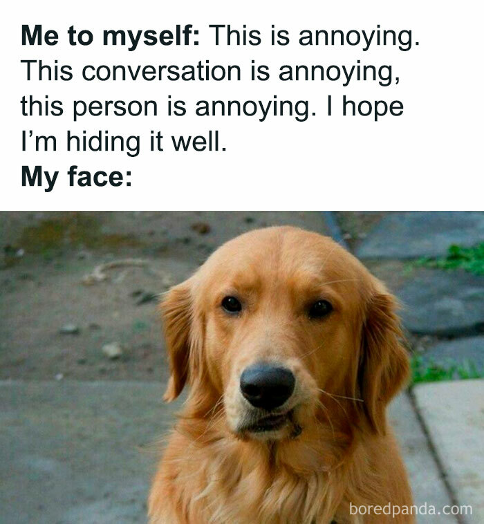 Let's Dive Into 78 Animal Memes That Are So Cute They'll Melt Your Face Off