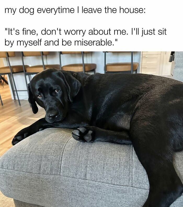 Let's Dive Into 78 Animal Memes That Are So Cute They'll Melt Your Face Off