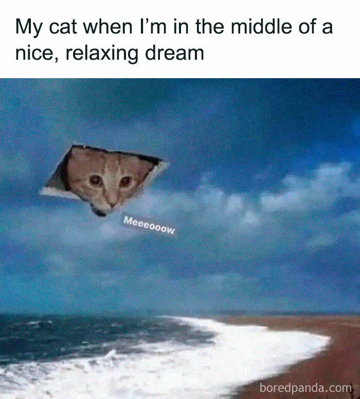 Let's Dive Into 78 Animal Memes That Are So Cute They'll Melt Your Face Off