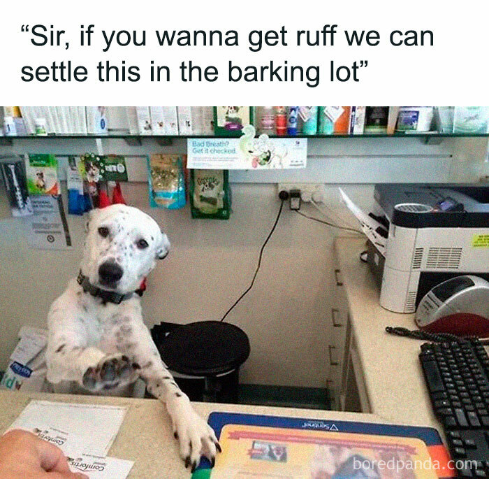 Let's Dive Into 78 Animal Memes That Are So Cute They'll Melt Your Face Off