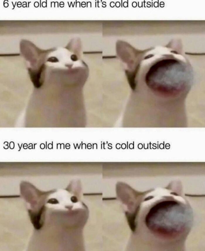 Let's Dive Into 78 Animal Memes That Are So Cute They'll Melt Your Face Off