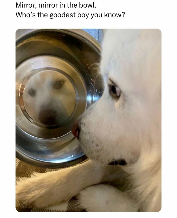 Let's Dive Into 78 Animal Memes That Are So Cute They'll Melt Your Face Off