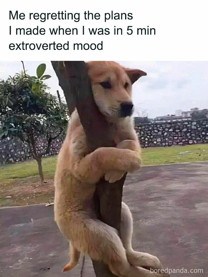 Let's Dive Into 78 Animal Memes That Are So Cute They'll Melt Your Face Off