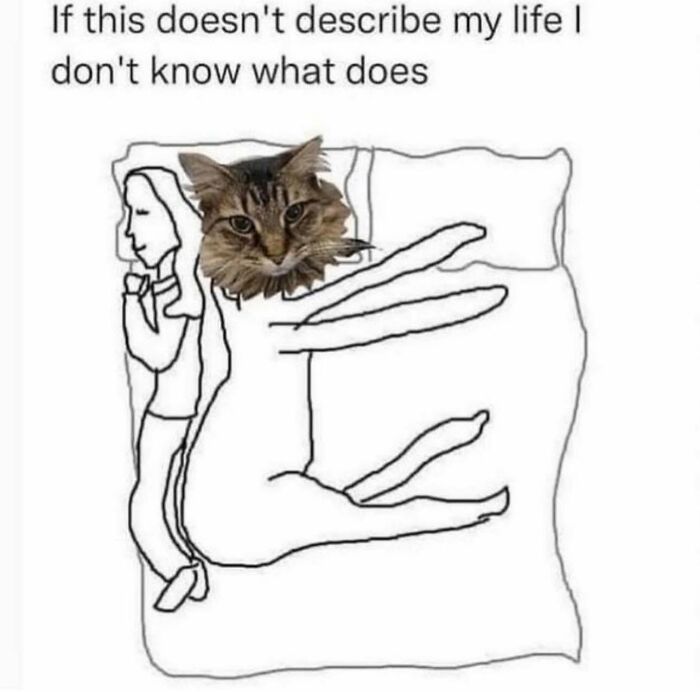 Let's Dive Into 78 Animal Memes That Are So Cute They'll Melt Your Face Off