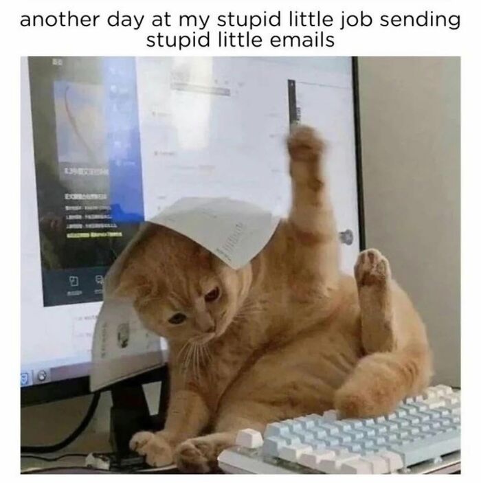 Let's Dive Into 78 Animal Memes That Are So Cute They'll Melt Your Face Off