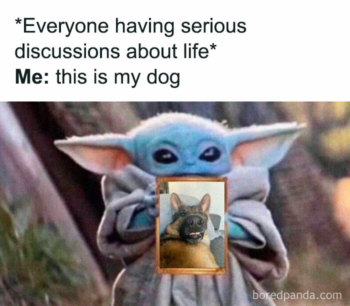 Let's Dive Into 78 Animal Memes That Are So Cute They'll Melt Your Face Off