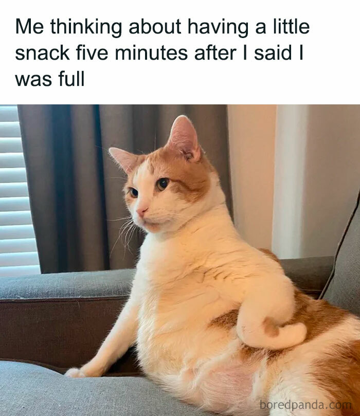 Let's Dive Into 78 Animal Memes That Are So Cute They'll Melt Your Face Off