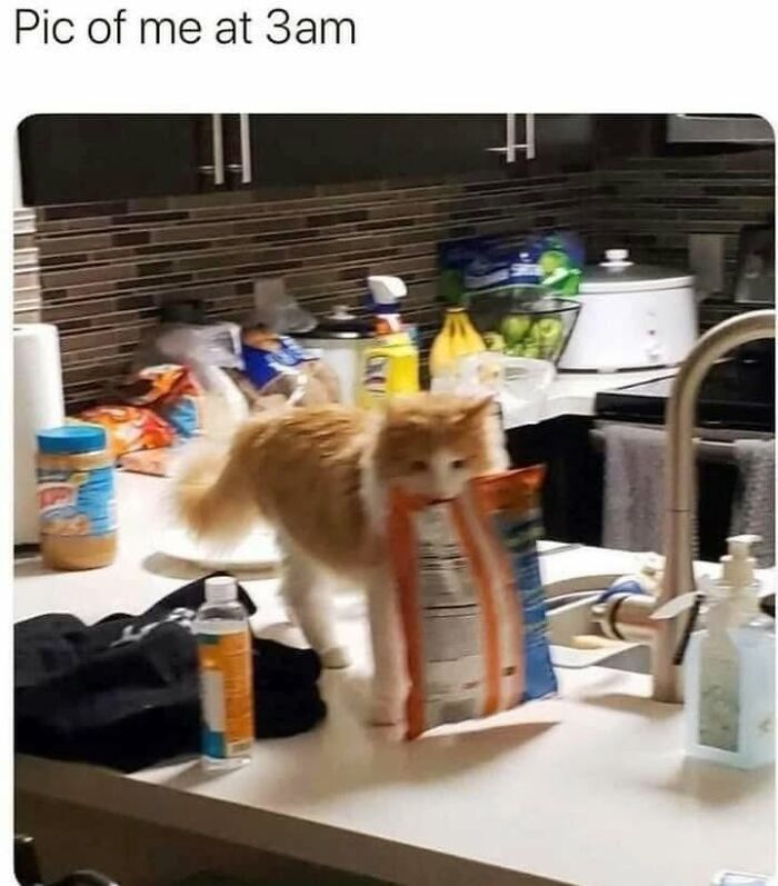 Let's Dive Into 78 Animal Memes That Are So Cute They'll Melt Your Face Off