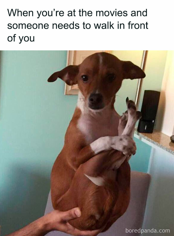 Let's Dive Into 78 Animal Memes That Are So Cute They'll Melt Your Face Off