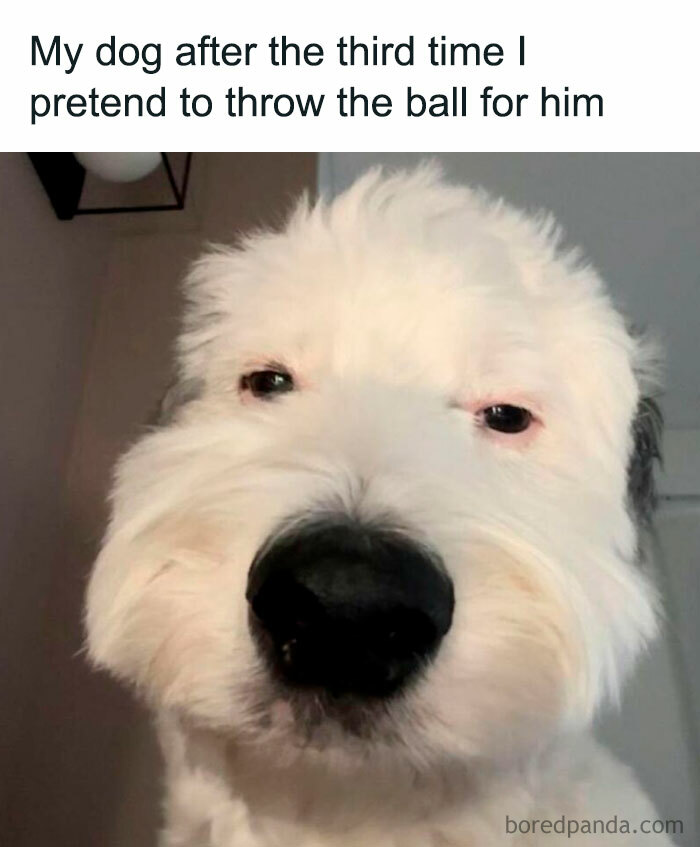 Let's Dive Into 78 Animal Memes That Are So Cute They'll Melt Your Face Off
