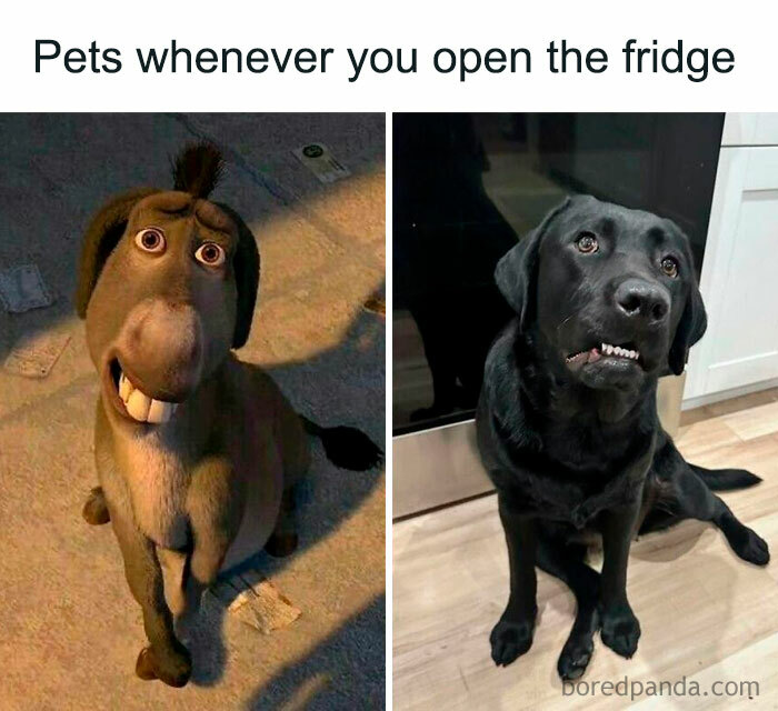 Let's Dive Into 78 Animal Memes That Are So Cute They'll Melt Your Face Off