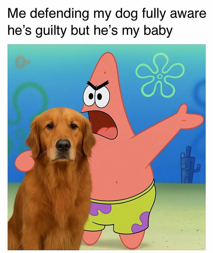 Let's Dive Into 78 Animal Memes That Are So Cute They'll Melt Your Face Off