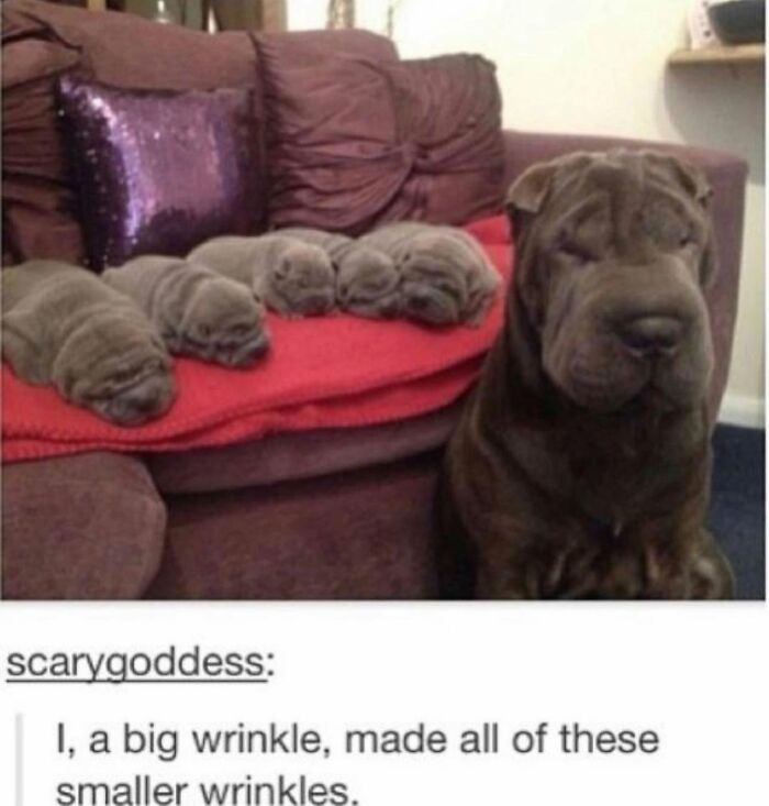 Let's Dive Into 78 Animal Memes That Are So Cute They'll Melt Your Face Off