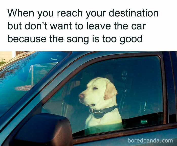 Let's Dive Into 78 Animal Memes That Are So Cute They'll Melt Your Face Off