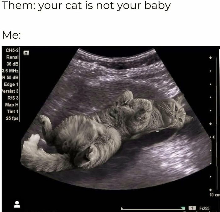 Let's Dive Into 78 Animal Memes That Are So Cute They'll Melt Your Face Off