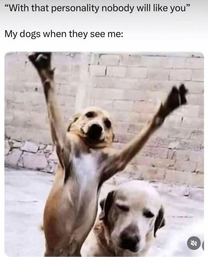Let's Dive Into 78 Animal Memes That Are So Cute They'll Melt Your Face Off