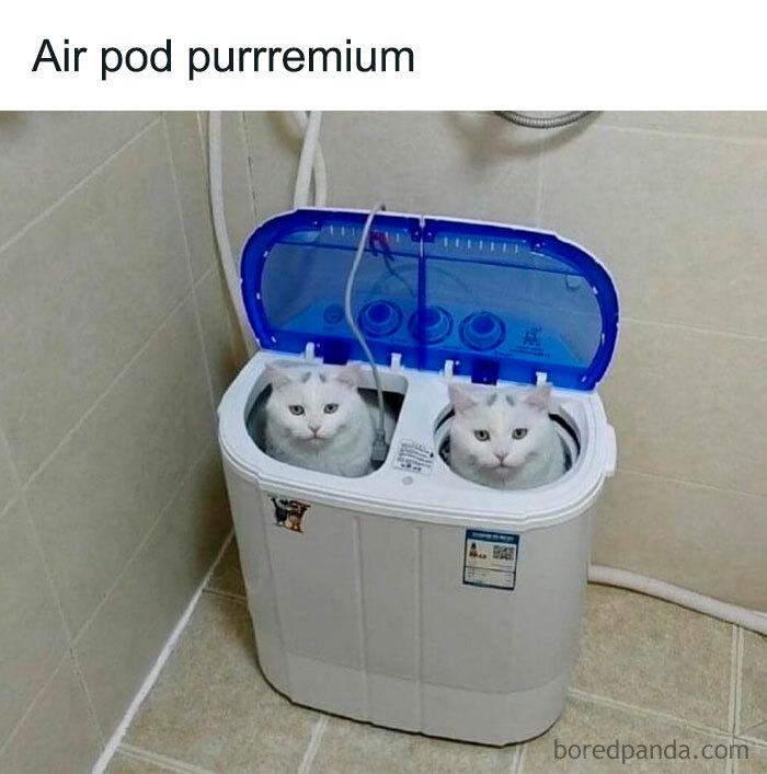 Let's Dive Into 78 Animal Memes That Are So Cute They'll Melt Your Face Off