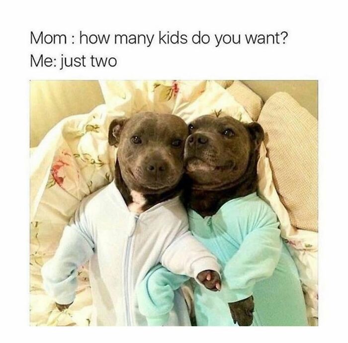 Let's Dive Into 78 Animal Memes That Are So Cute They'll Melt Your Face Off