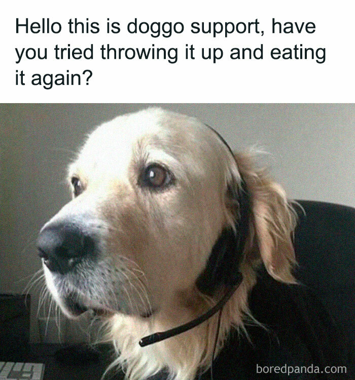 Let's Dive Into 78 Animal Memes That Are So Cute They'll Melt Your Face Off