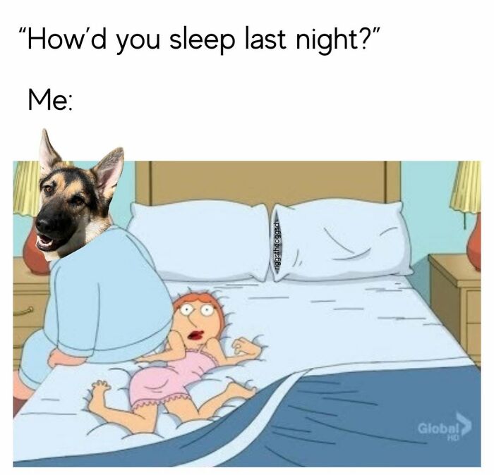 Let's Dive Into 78 Animal Memes That Are So Cute They'll Melt Your Face Off