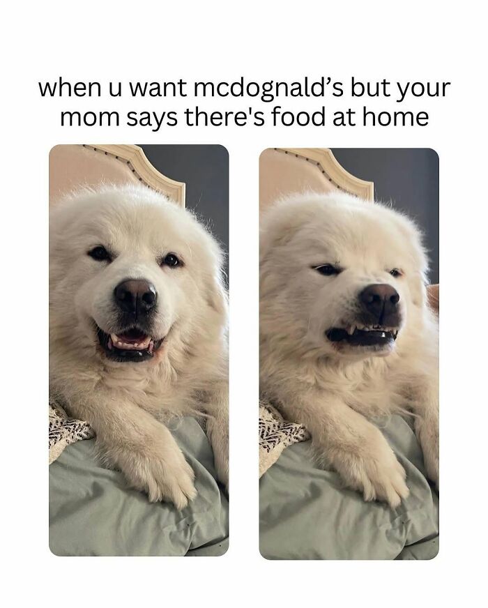 Let's Dive Into 78 Animal Memes That Are So Cute They'll Melt Your Face Off