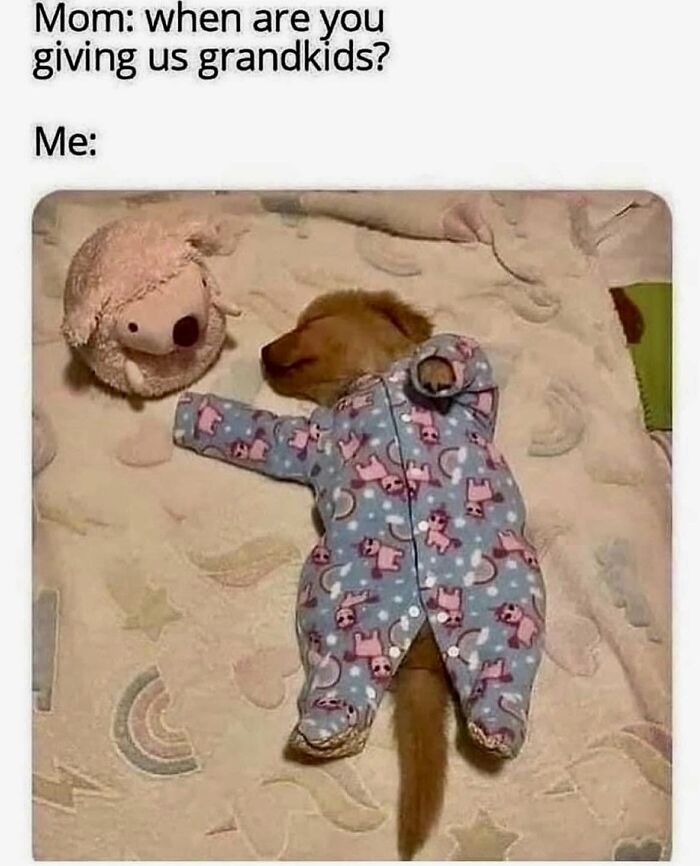 Let's Dive Into 78 Animal Memes That Are So Cute They'll Melt Your Face Off
