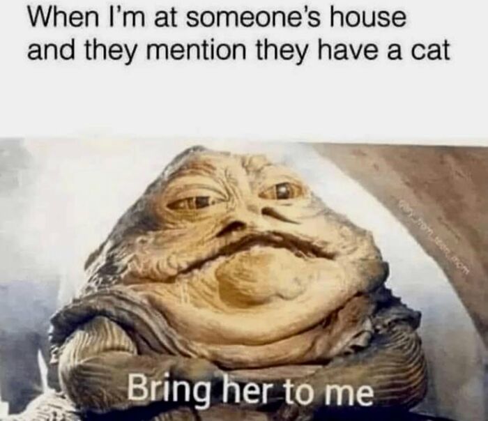 Let's Dive Into 78 Animal Memes That Are So Cute They'll Melt Your Face Off