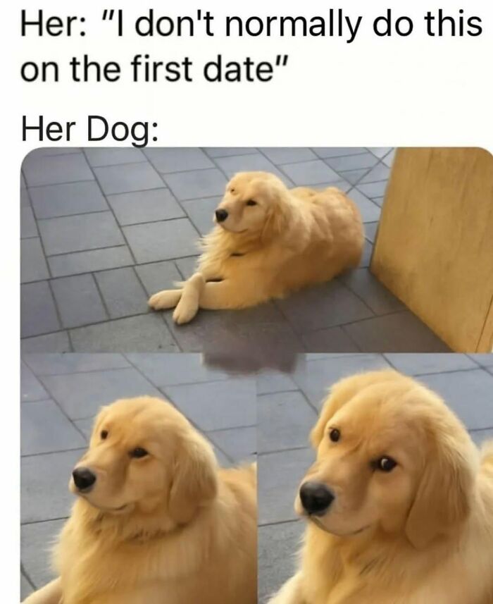 Let's Dive Into 78 Animal Memes That Are So Cute They'll Melt Your Face Off