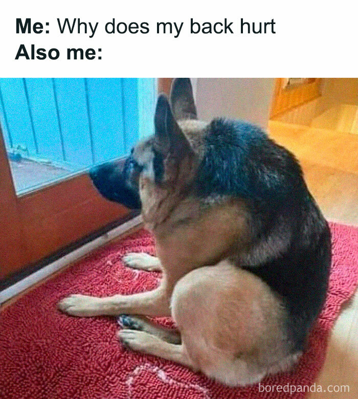 Let's Dive Into 78 Animal Memes That Are So Cute They'll Melt Your Face Off