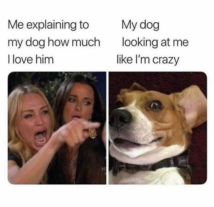 Let's Dive Into 78 Animal Memes That Are So Cute They'll Melt Your Face Off
