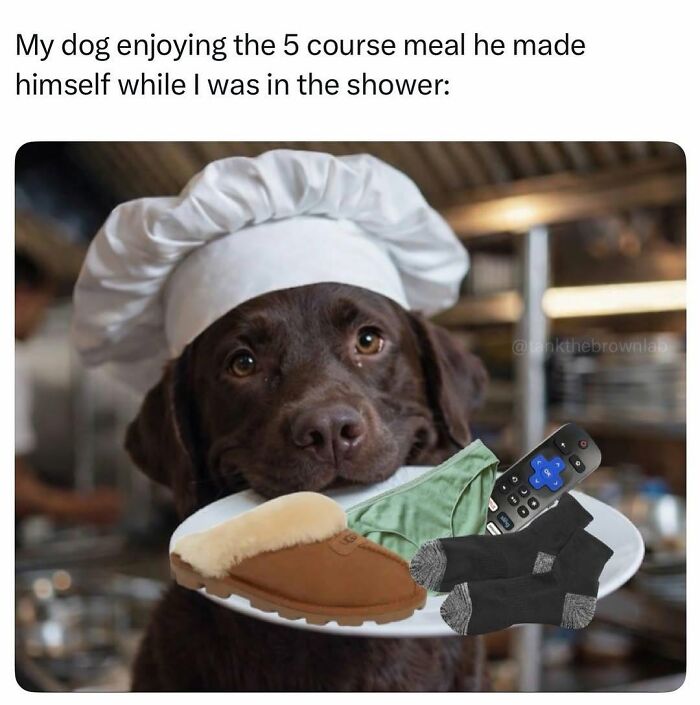 Let's Dive Into 78 Animal Memes That Are So Cute They'll Melt Your Face Off
