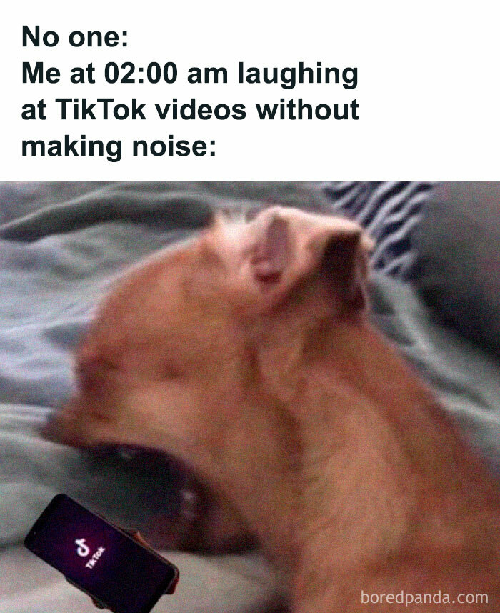 Let's Dive Into 78 Animal Memes That Are So Cute They'll Melt Your Face Off