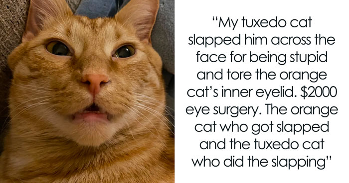 The Craziest Vet Bills That Will Make You Laugh (And Cry)