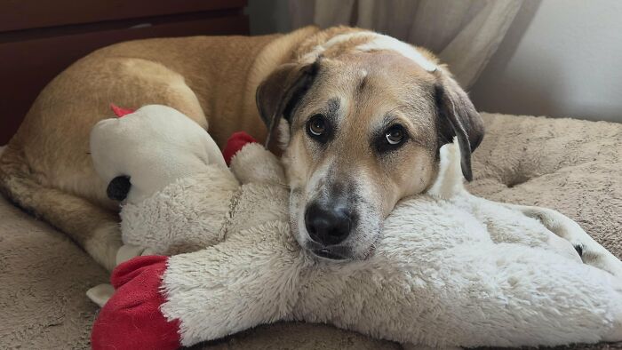 The Craziest Vet Bills That Will Make You Laugh (And Cry)