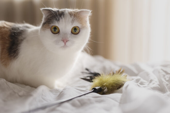 The Craziest Vet Bills That Will Make You Laugh (And Cry)