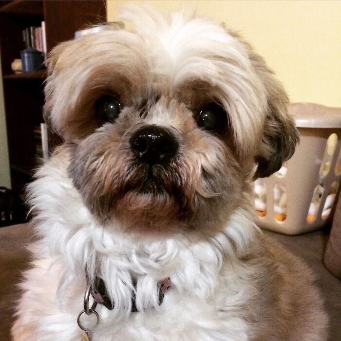 The Craziest Vet Bills That Will Make You Laugh (And Cry)