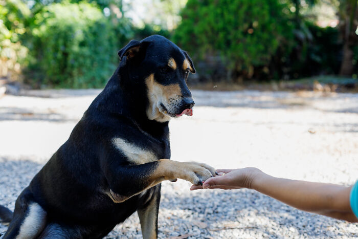 The Craziest Vet Bills That Will Make You Laugh (And Cry)